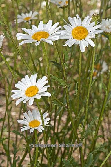 leucanthemum vulgare 1 graphic